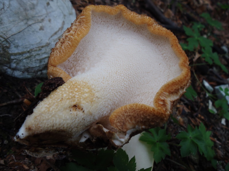 Polyporus squamosus